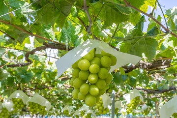 山梨県勝沼　シャインマスカットのぶどう棚