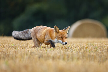 Hungry fox. Red fox, Vulpes vulpes, hunting voles on stubble. Fox running on field after corn...
