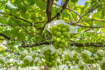 山梨県勝沼　シャインマスカットのぶどう棚
