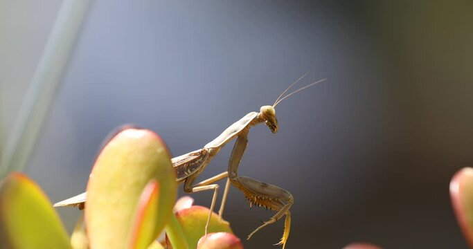 A mantis that transforms into an autumn protective color