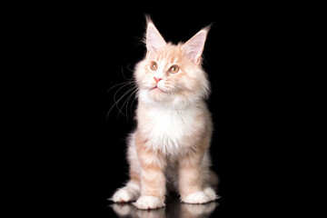 A white maine coon kitten on black background.