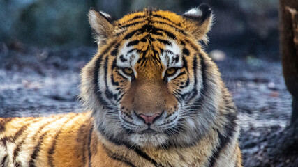 Obraz premium 旭山動物園 トラ カッコイイ