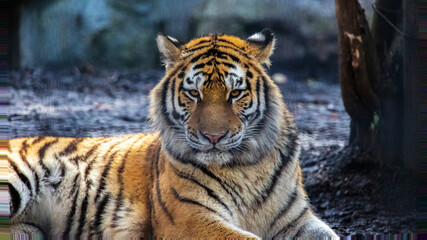 トラ　旭山動物園