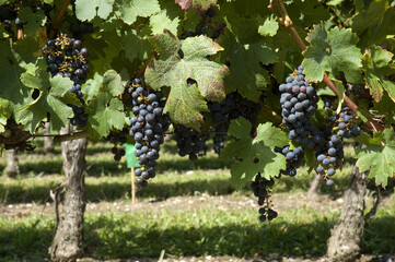 bunches of grapes for winemaking in france © Walter