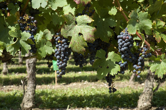 bunches of grapes for winemaking in france
