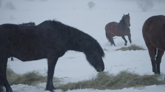 Slow motion of a horse with hay in its mouth running through snow and a blizzard while other horses around it feed