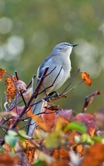 Mockingbird