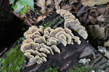 Turkey tail mushrooms on a log with moss at Linne Woods in Morton Grove, Illinois