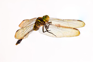 A dragonfly isolated on a white background, viewed from below