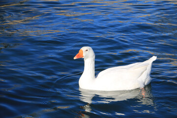 Domesticated goose isolated on a bright blue lake
