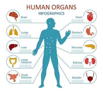 Human organs infographics. Human body anatomy with icons of human internal organs. Isolated. Vector illustration