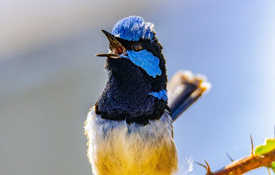 Close-up Of Bird Singing