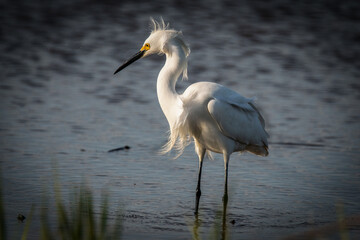 A Snowy Egret fighting the wind.