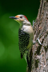 A Red-bellied Woodpecker.