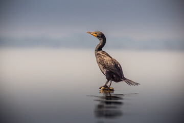 A Cormorant alone on a rock by the beach.