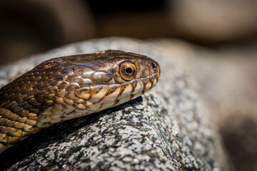 A water snake unaffected by my presence.