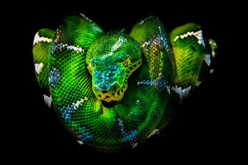 A tree python composite.