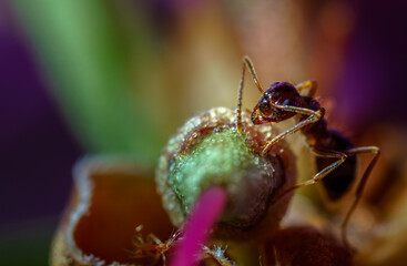 An ant exploring a colorful plant.