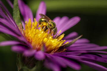 A bee busy pollinating.