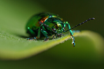 A Japanese beetle roaming in a garden.