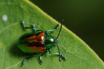 A Japanese beetle roaming in a garden.