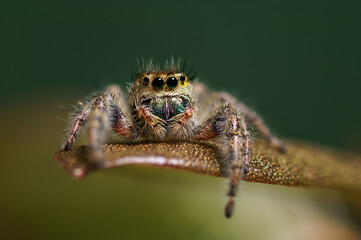 A jumping spider hanging out on a leaf.