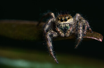 A jumping spider hanging out on a leaf.