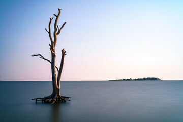 The dead tree at Assateague Island State Park.
