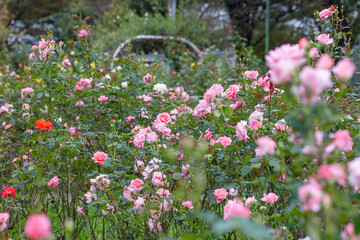 与野公園のバラ
