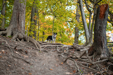 Fototapeta premium Beautiful Border Collie mix walking in autumn path