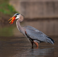 A Great Blue Heron caught a large red fish at a local pond.