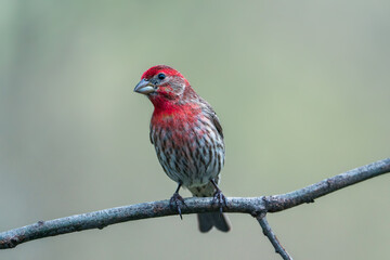 A curious House Finch inspecting me.