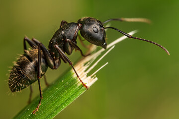 A black ant climbed to the top of a blade of grass and took a long break that allowed me the time...
