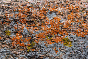 close up of texture and pattern of lichen and moss growing on pink granite rock