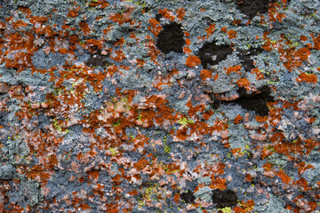 close up of texture and pattern of lichen and moss growing on pink granite rock