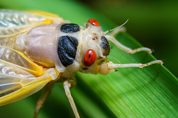 Cicada that had recently emerged.
