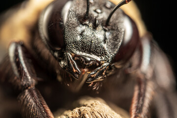 Bee close-up.