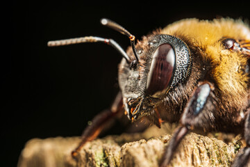Bee close-up.