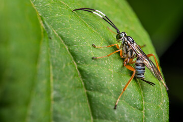An interesting looking wasp visited my garden.