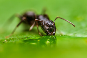 A thirsty black ant found a bit of water on a leaf and stopped for a drink.