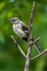 Obraz premium A Mockingbird looking a bit ragged.