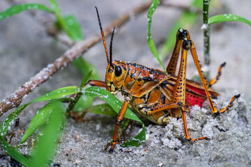 A locust posing in Florida