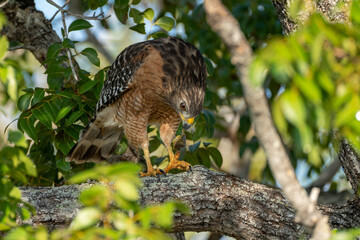 A hawk trying to get past a turtle's defenses.