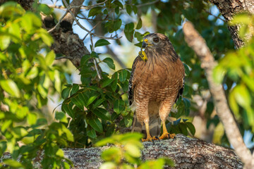 A hawk eating a turtle in the Florida Everglades