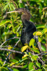 Cormorant warming up in the early morning hours in the Florida Everglades