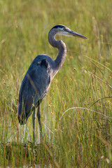 Great Blue Heron warming up in the early morning hours in the Florida Everglades