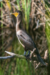 Cormorant warming up in the early morning hours in the Florida Everglades
