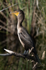 Cormorant warming up in the early morning hours in the Florida Everglades