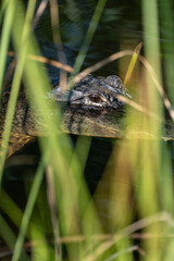 Alligator closeup shot in Florida's Everglades