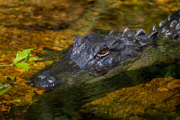 Alligator closeup shot in Florida's Everglades